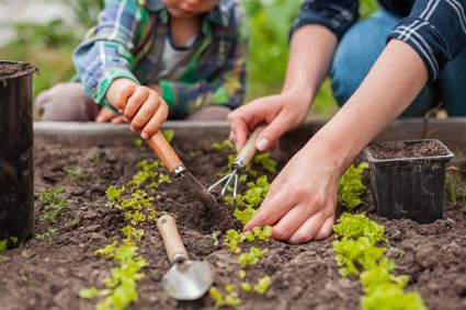 Comment prendre soin de son jardin potager ?