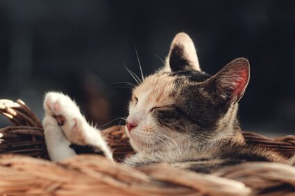 litière pour chat