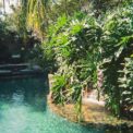 jardin aquatique