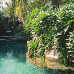 jardin aquatique
